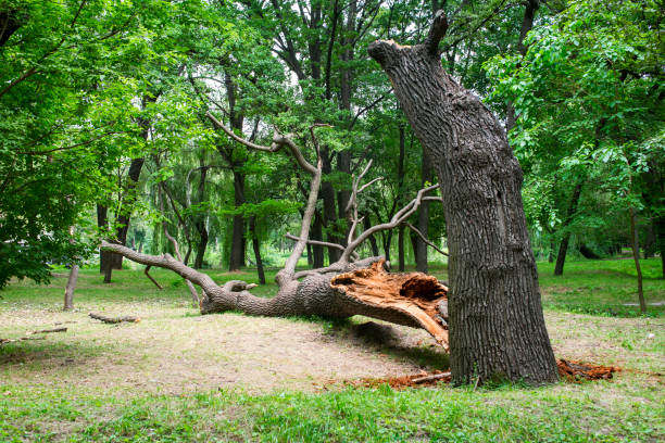 Professional Tree Services in Greens Farms, CT