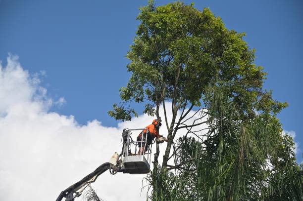 Best Lot and Land Clearing  in Greens Farms, CT